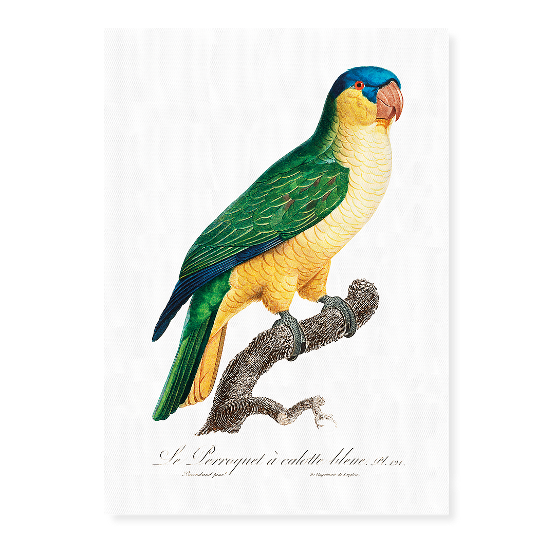 The Black-Lored Parrot, Tanygnathus gramineus - Art Print