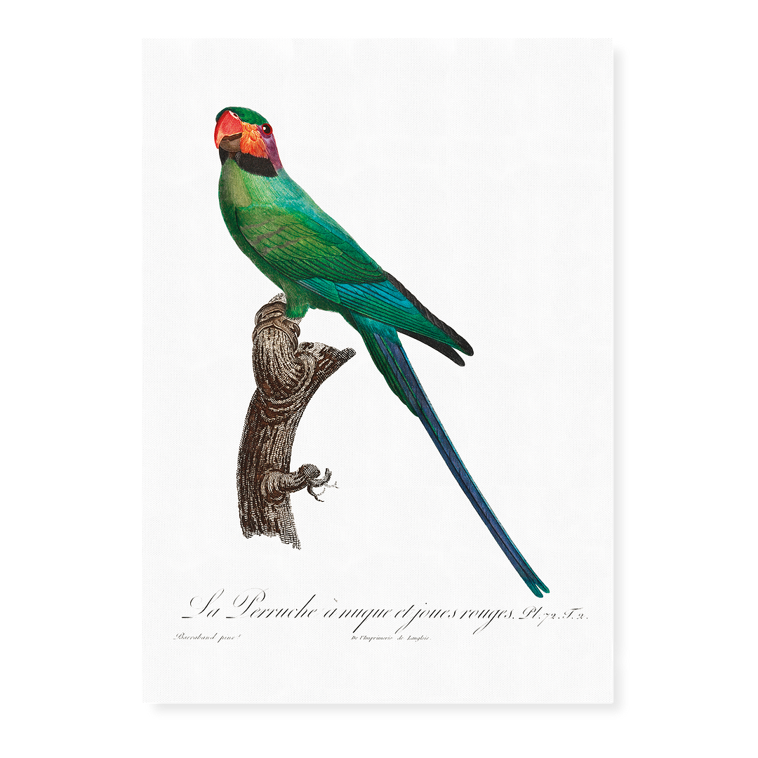 The Blossom-Headed Parakeet with Red Cheeks - Art Print