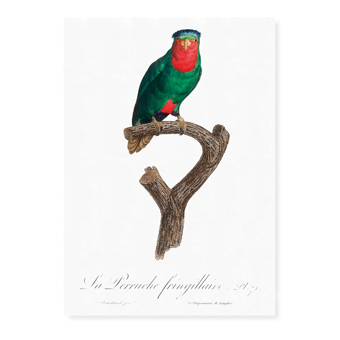 The blue-crowned lorikeet, Vini australis - Art Print