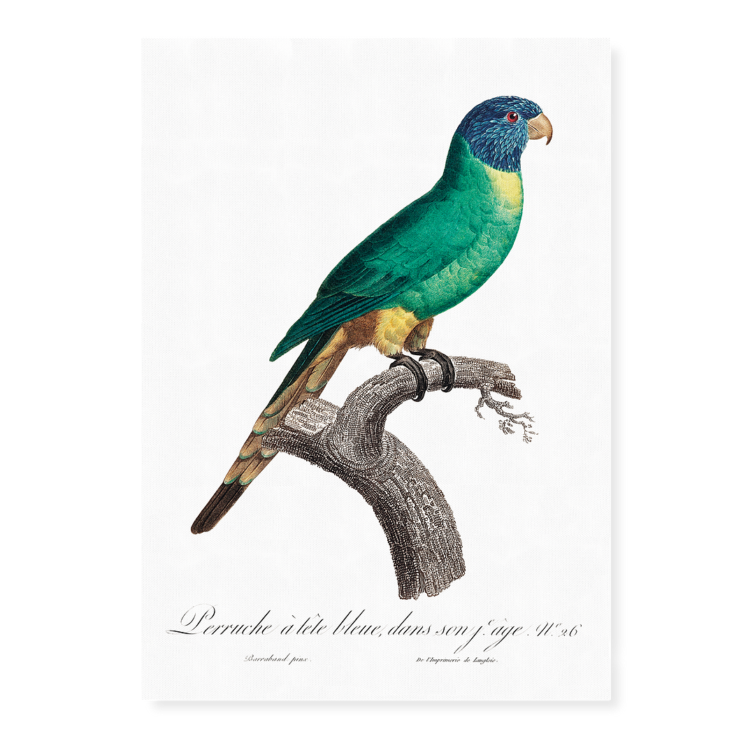 The Blue-Crowned Parakeet, Thectocercus acuticaudatus - Art Print