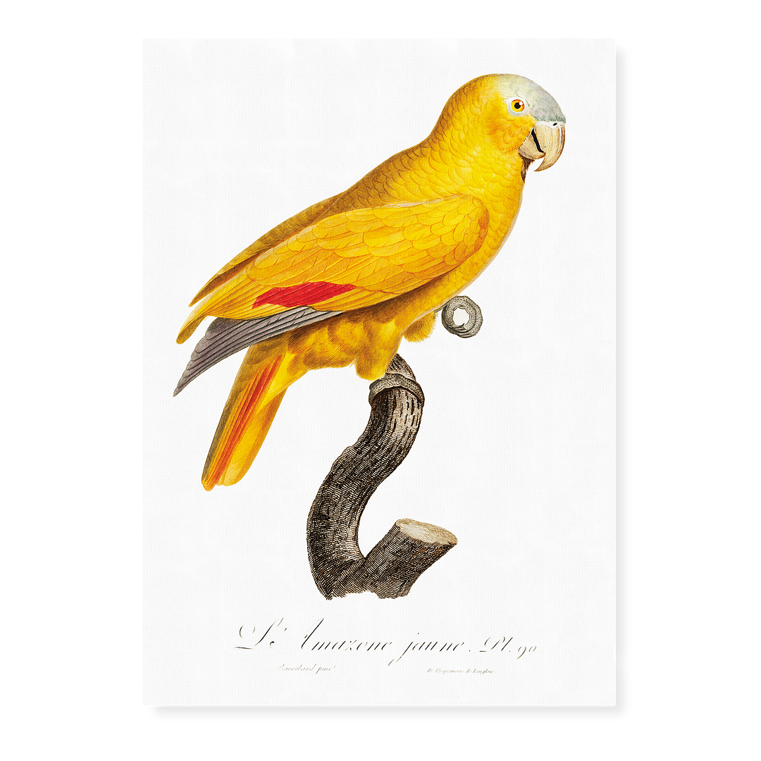 The Blue-Fronted Parrot, Amazona aestiva - Art Print