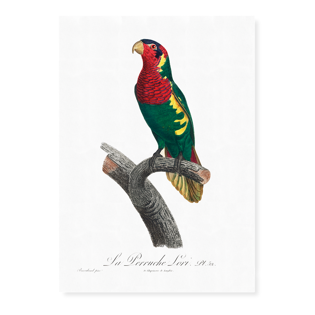 The Blue-Headed Lorikeet (Trichoglossus haematodus) - Art Print