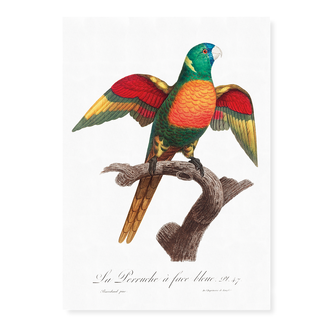 The Blue-Headed Parrot, Pionus menstruus - Art Print