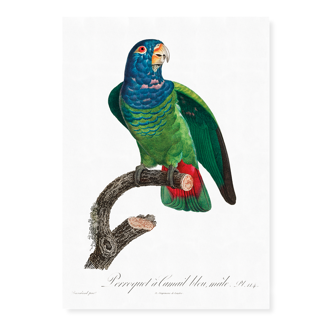 The Blue-Headed Parrot, Pionus menstruus - Art Print