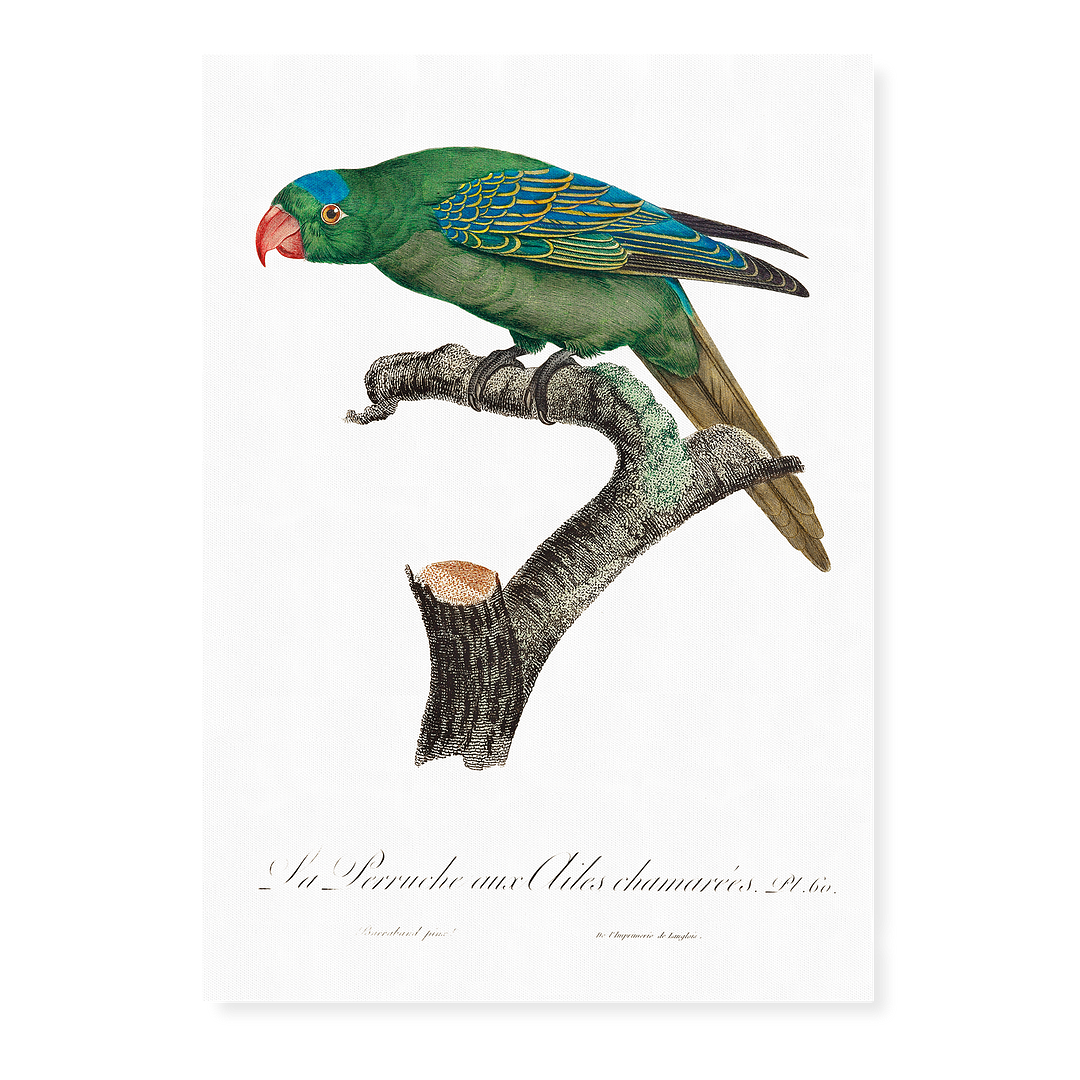 The Blue-Naped Parrot, Tanygnathus lucionensis - Art Print