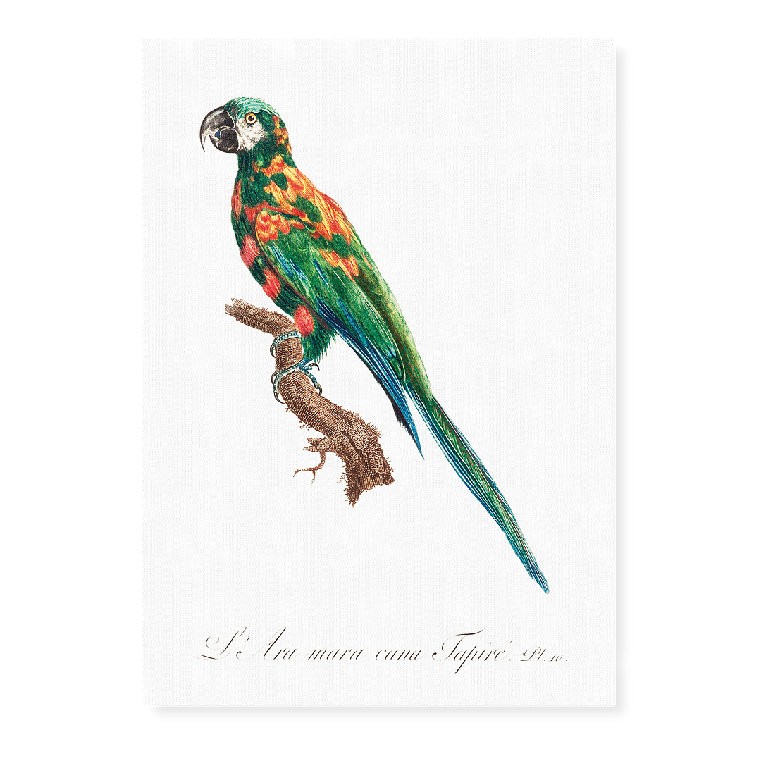 The Blue-Winged Macaw, Primolius maracana I - Art Print