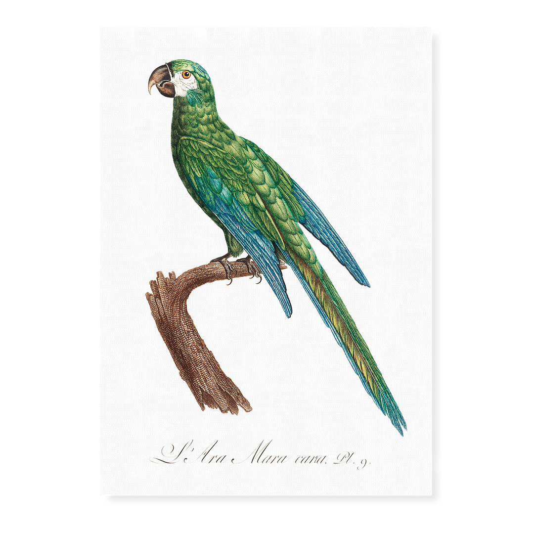 The Blue-Winged Macaw, Primolius maracana II - Art Print
