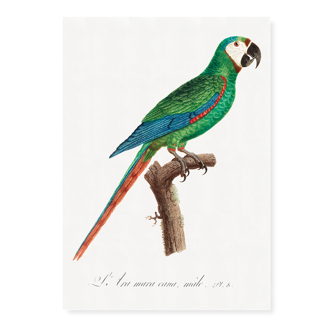 The Blue-Winged Macaw, Primolius maracana III - Art Print