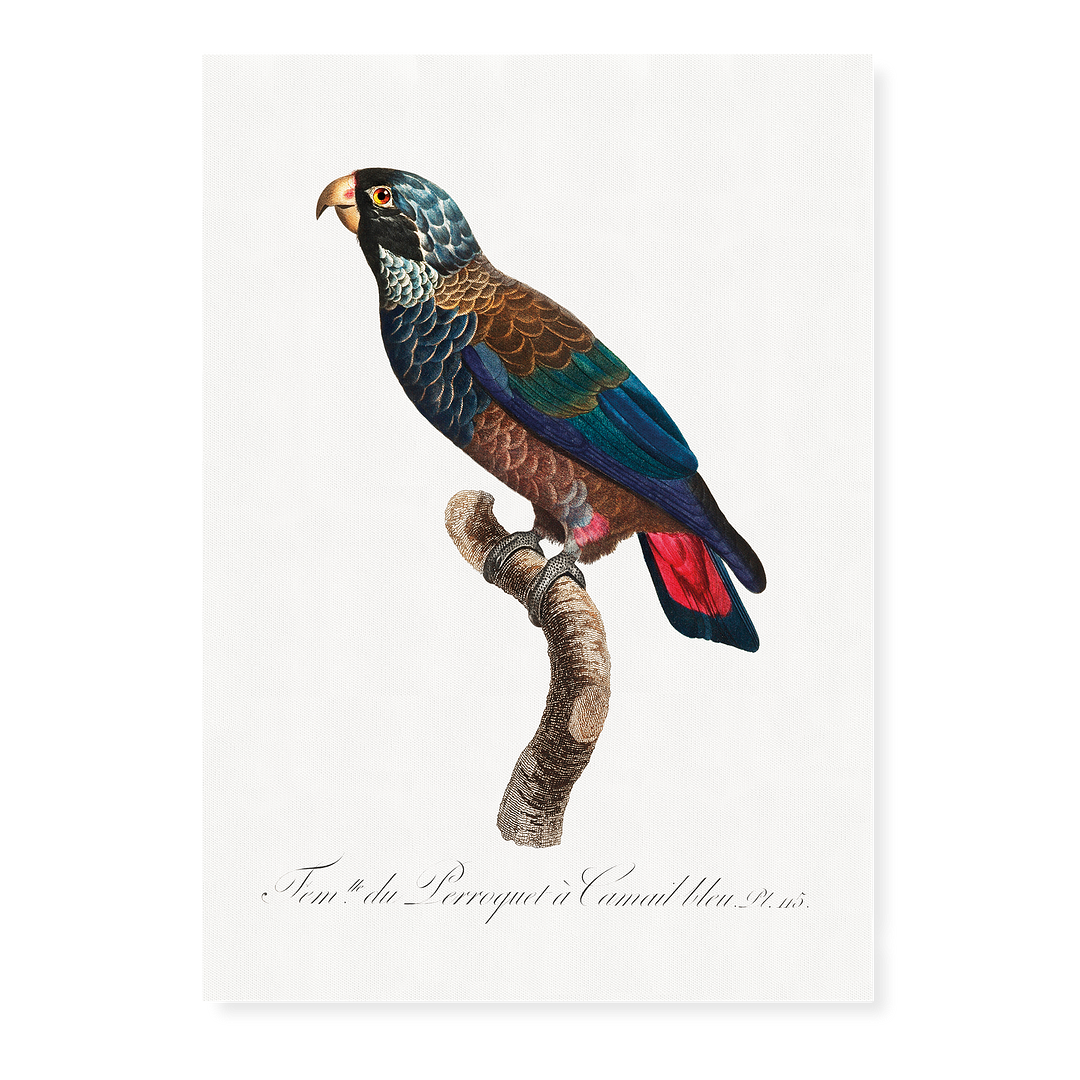 The Bronze-Winged Parrot, Pionus chalcopterus - Art Print