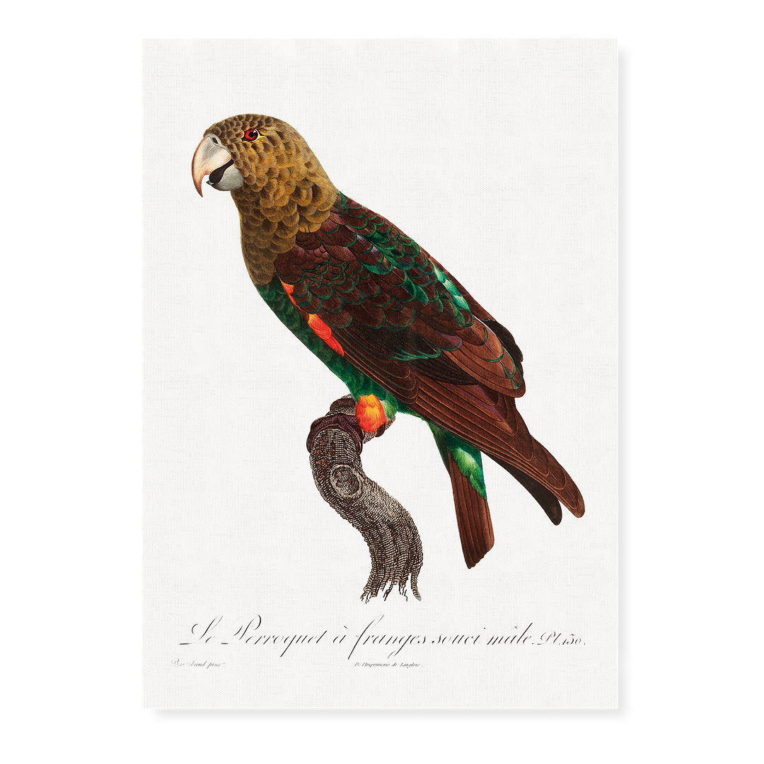 The Brown-Necked Parrot, Poicephalus fuscicollis from Natural History of Parrots - Art Print