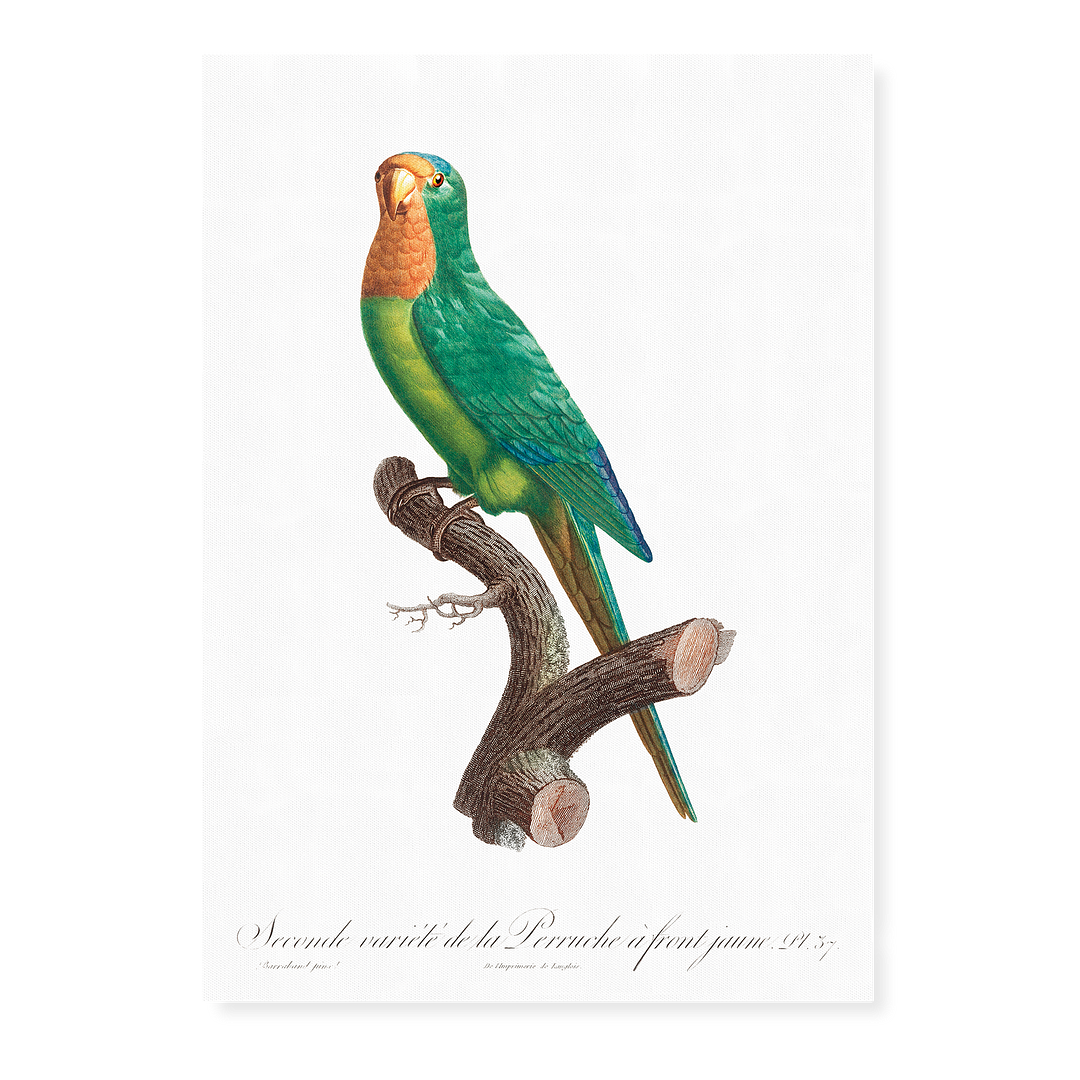 The brown-throated parakeet, Eupsittula pertinax - Art Print