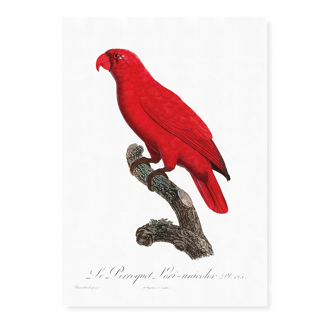 The Cardinal Lory, Chalcopsitta cardinalis - Art Print