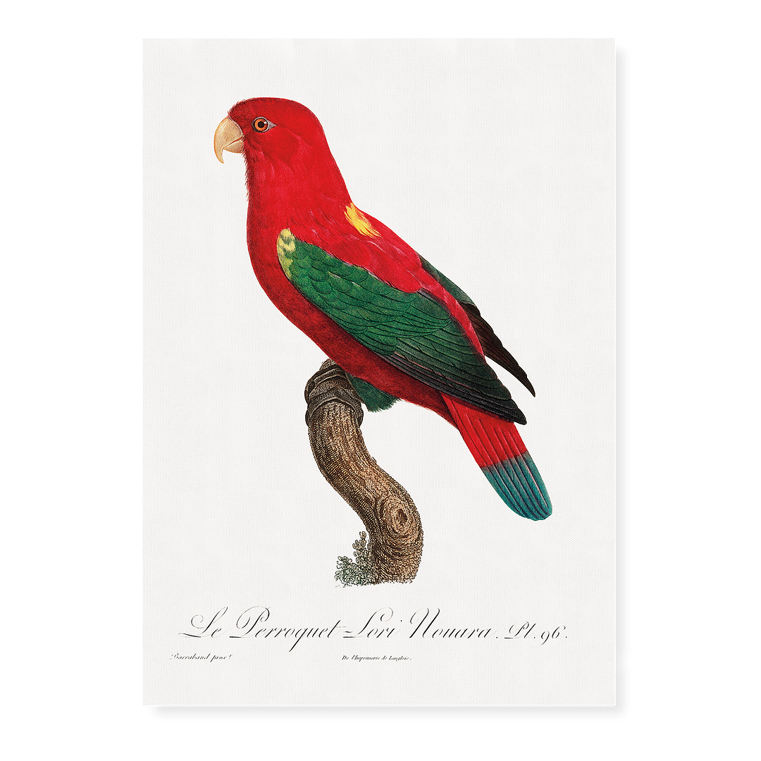 The Chattering Lory, Lorius garrulus - Art Print