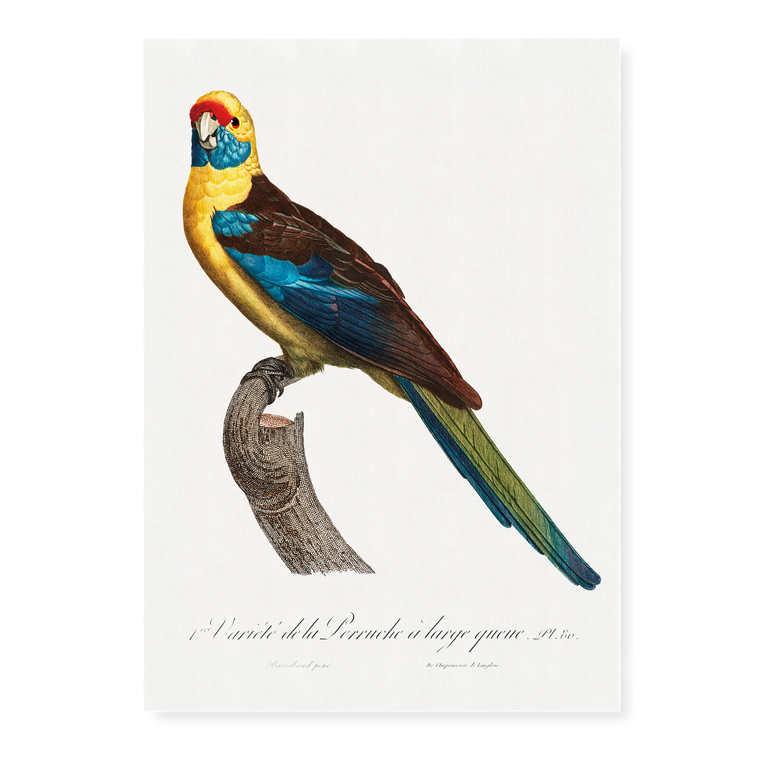 The Crimson Rosella, Platycercus elegans - Art Print
