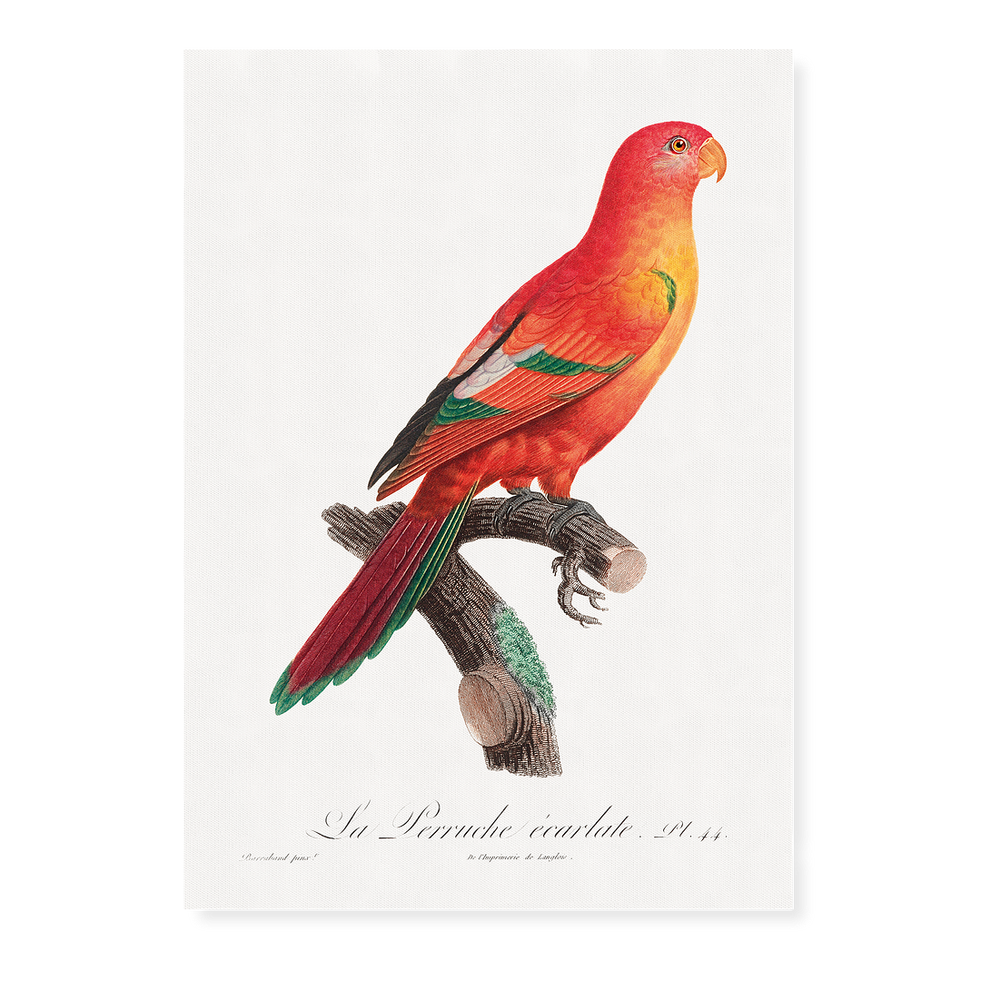The Crimson Shining Parrot, Prosopeia splendens - Art Print