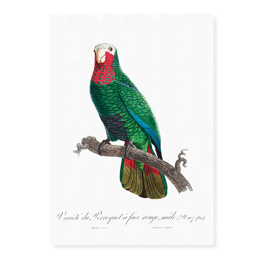 The Cuban Amazon (Amazona leucocephala) - Art Print