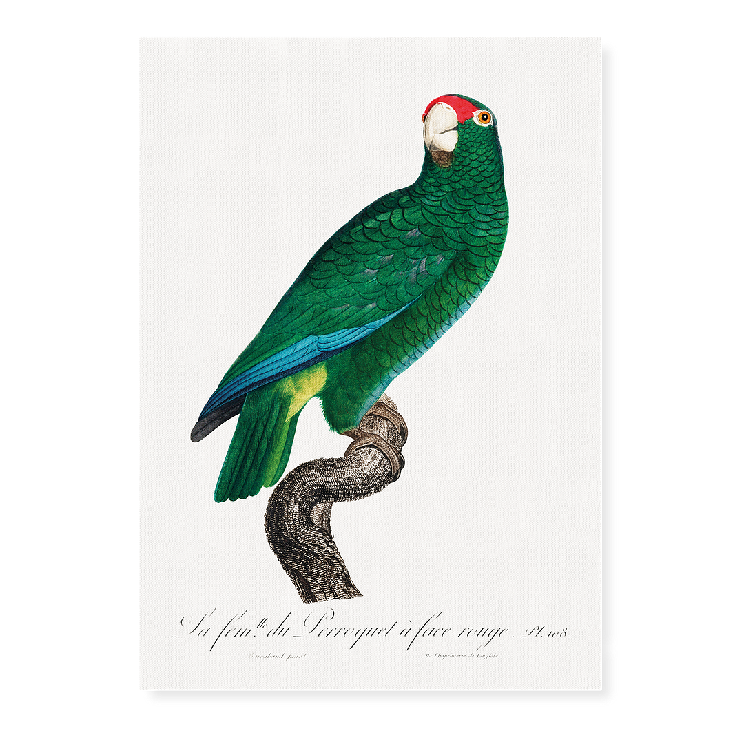 The Cuban Amazon, Amazona leucocephala - Art Print