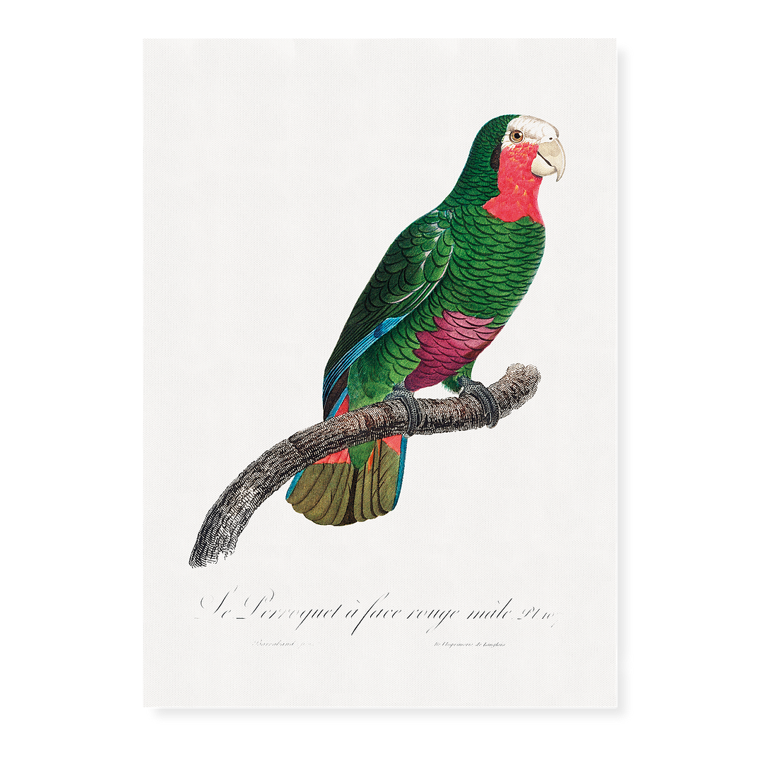 The Cuban Amazon, Amazona leucocephala I - Art Print