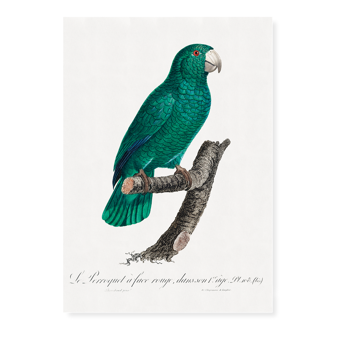 The Cuban Amazon, Amazona leucocephala II - Art Print