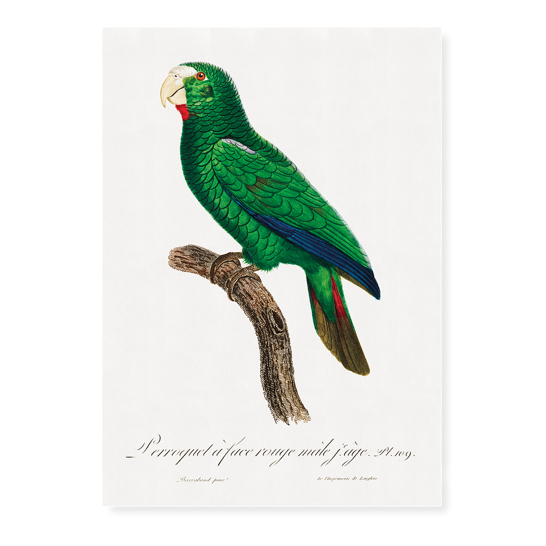 The Cuban Amazon, Amazona leucocephala, male III - Art Print
