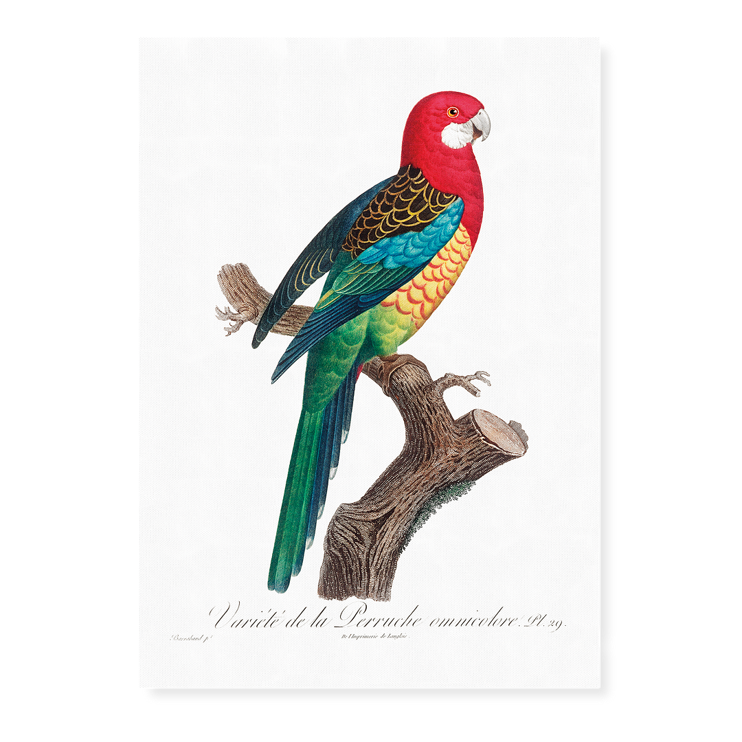 The Eastern Rosella, Platycercus eximius II - Art Print