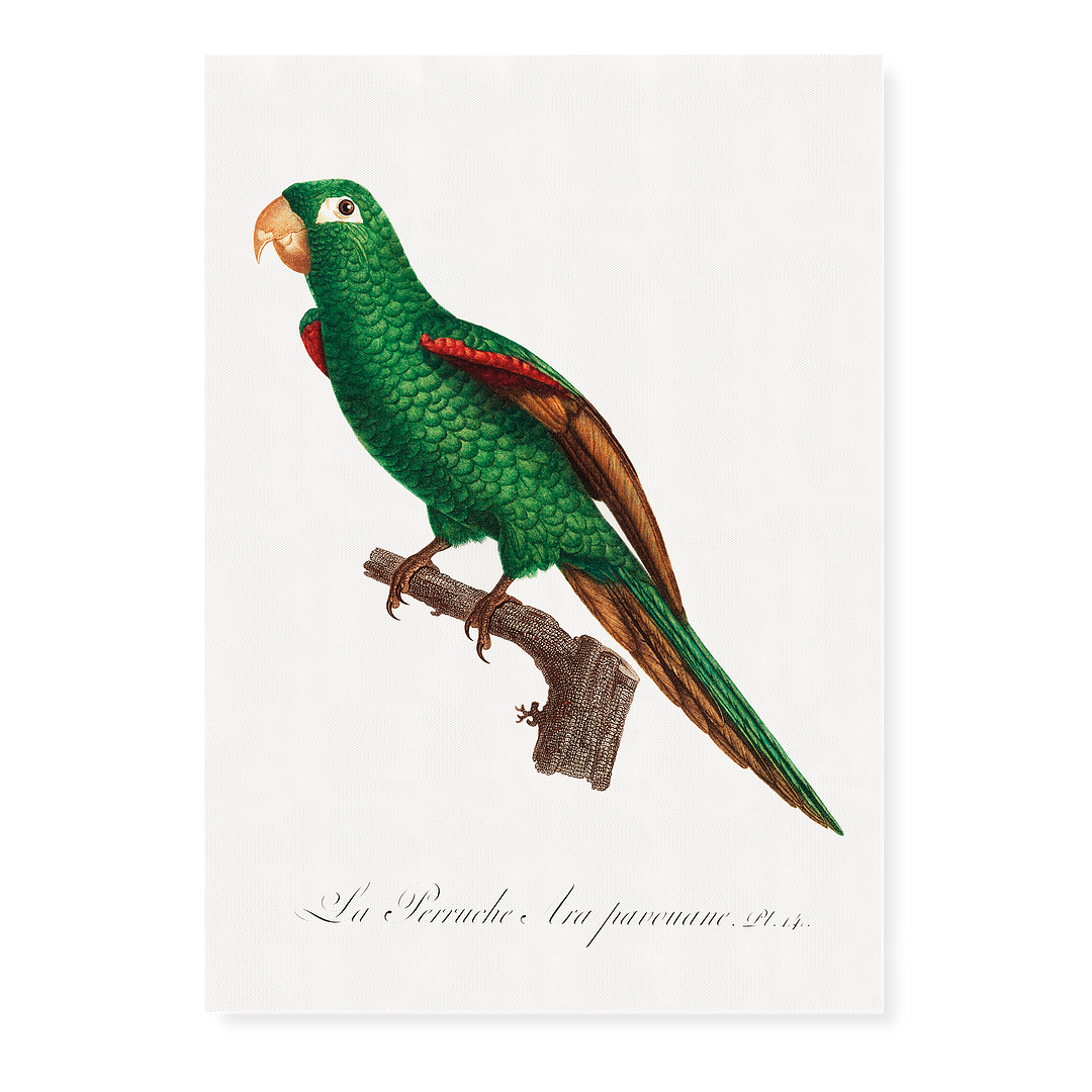 The Eclectus Parrot, Eclectus roratus - Art Print