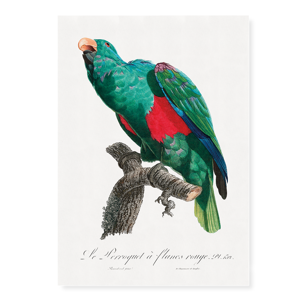 The Eclectus Parrot, Eclectus roratus - Art Print