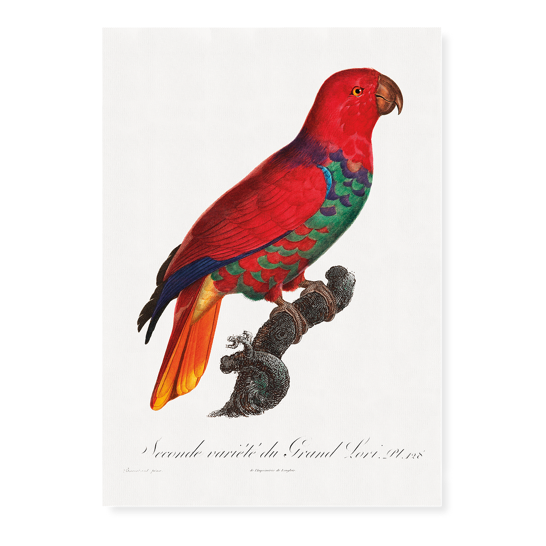 The Eclectus Parrot, Eclectus roratus - Art Print