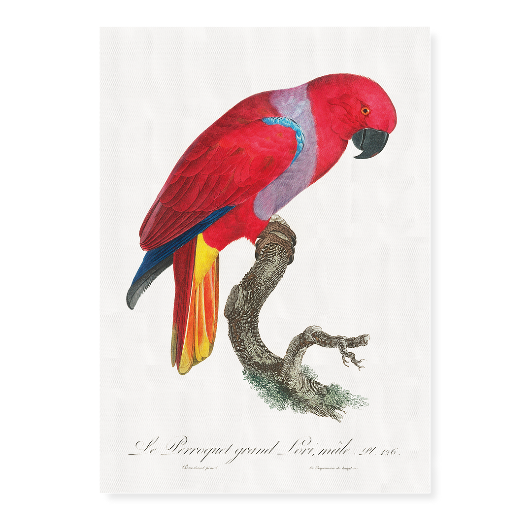 The Eclectus Parrot, Eclectus roratus, male - Art Print