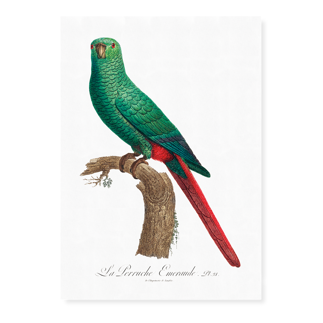 The Emerald Parakeet - Art Print