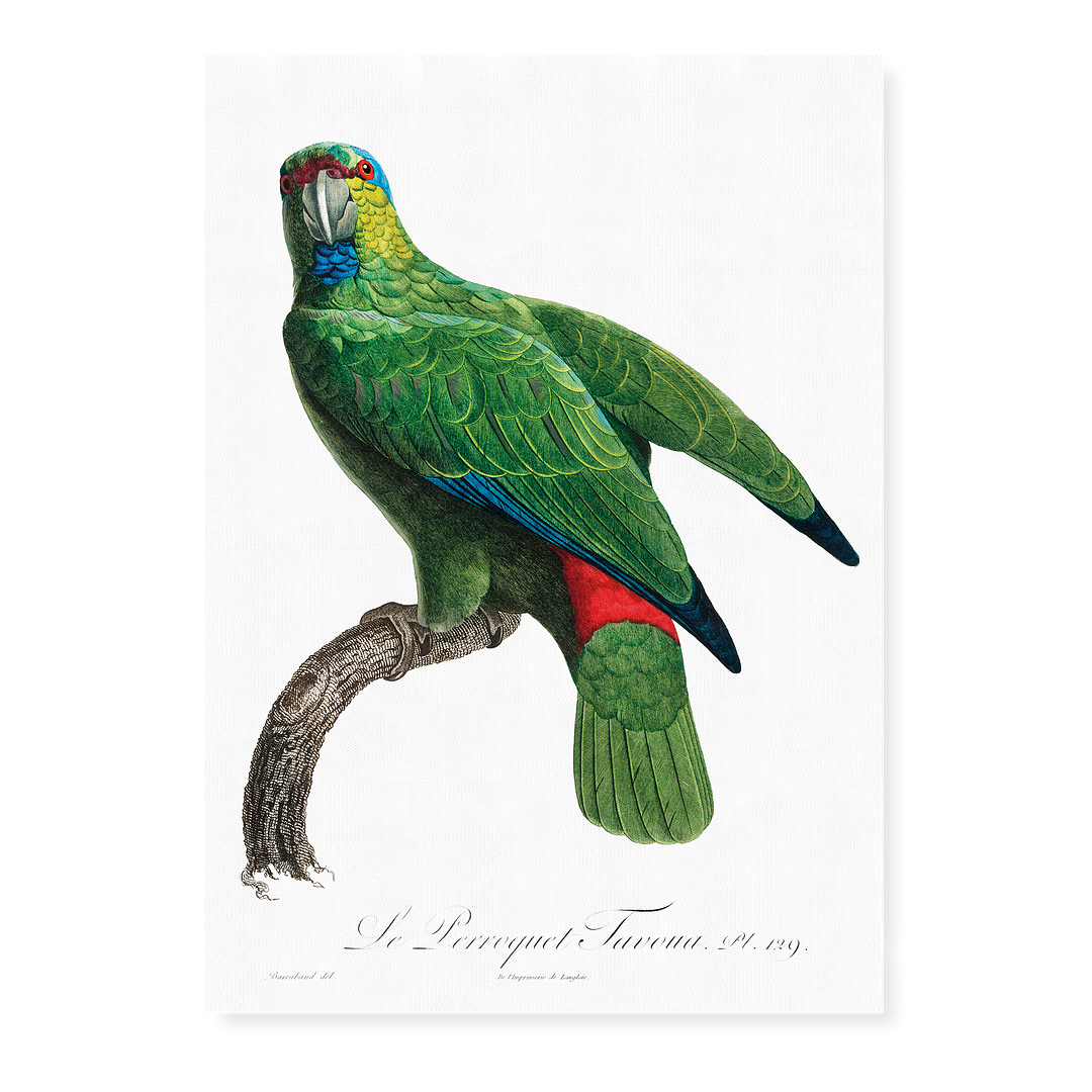 The Festive Amazon, Amazona festiva - Art Print