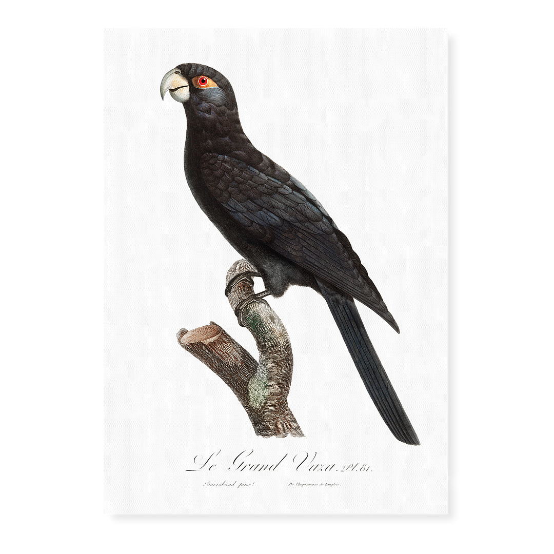The Greater Vasa Parrot - Art Print