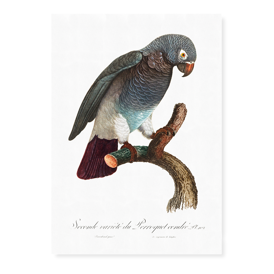 The Grey Parrot, Psittacus erithacus III - Art Print