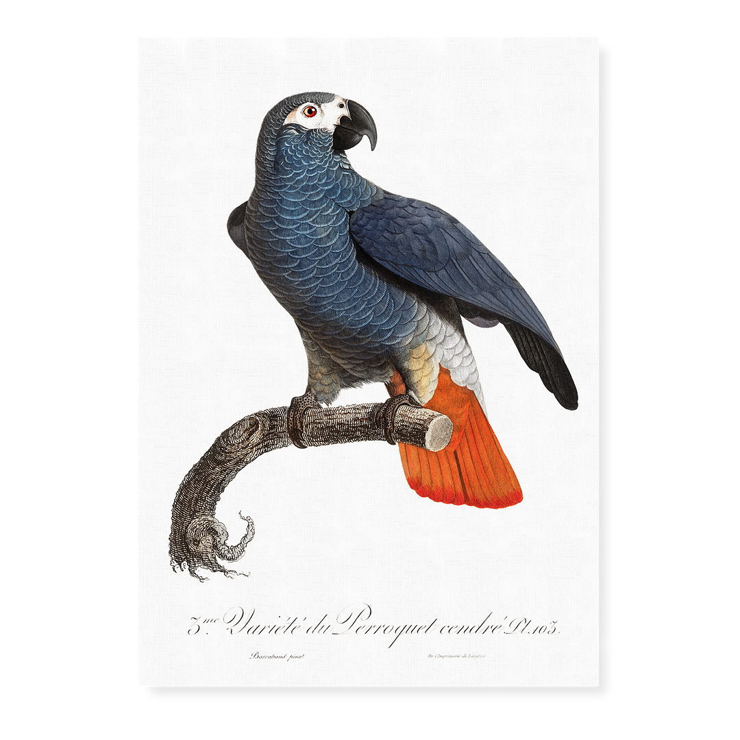 The Grey Parrot, Psittacus erithacus IV - Art Print