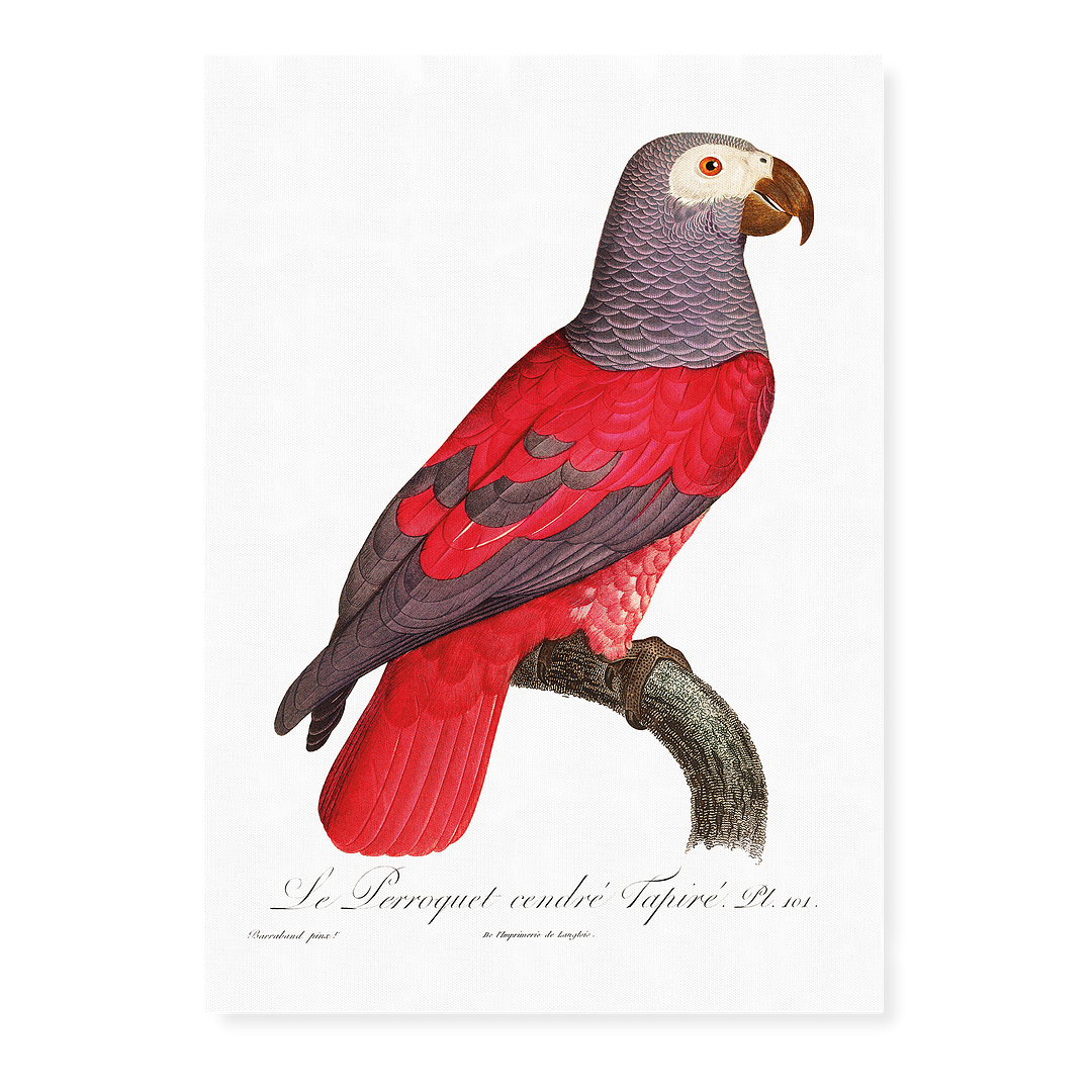 The Grey Parrot, Psittacus erithacus I - Art Print