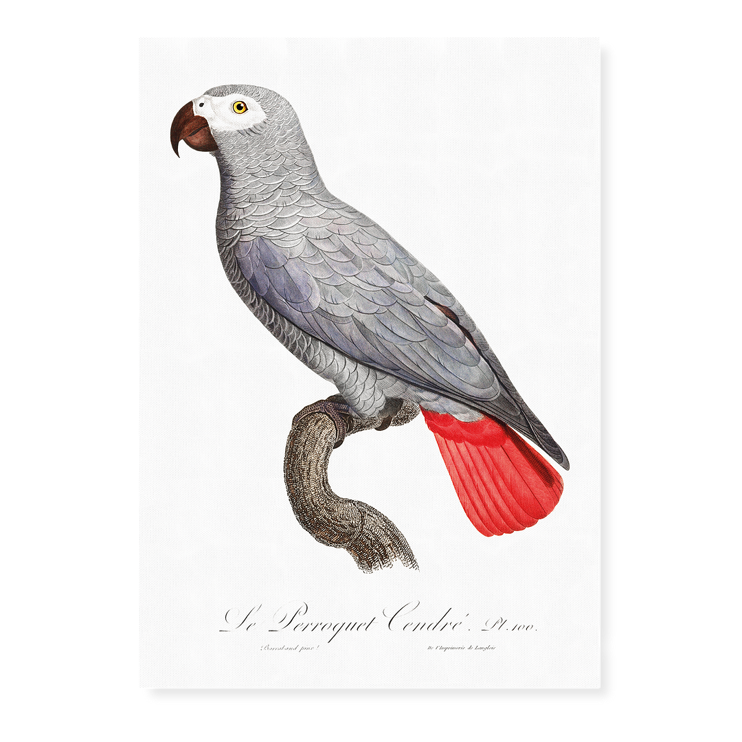The Grey Parrot, Psittacus erithacus II - Art Print