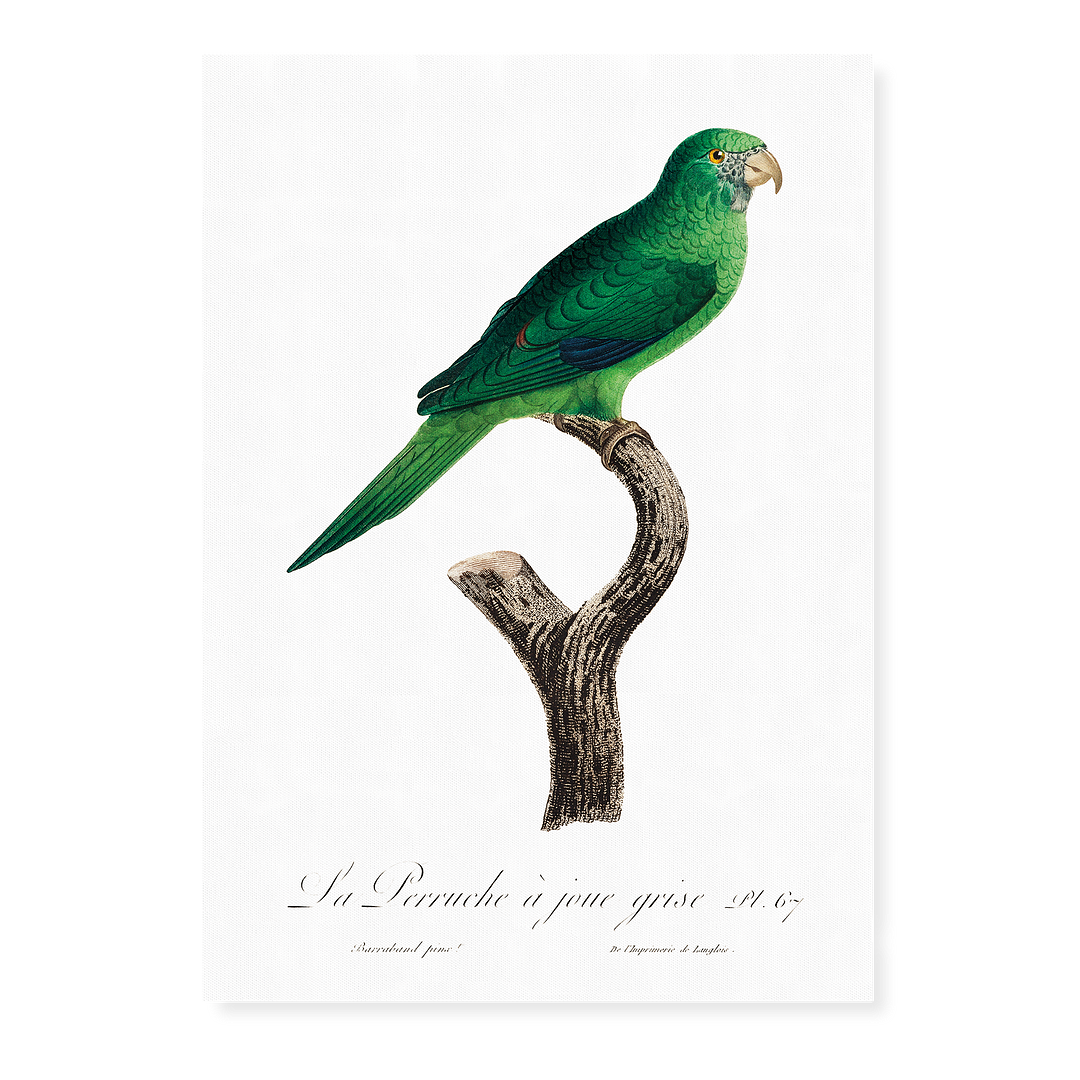 The Grey-Cheeked Parakeet (Brotogeris pyrrhoptera) - Art Print