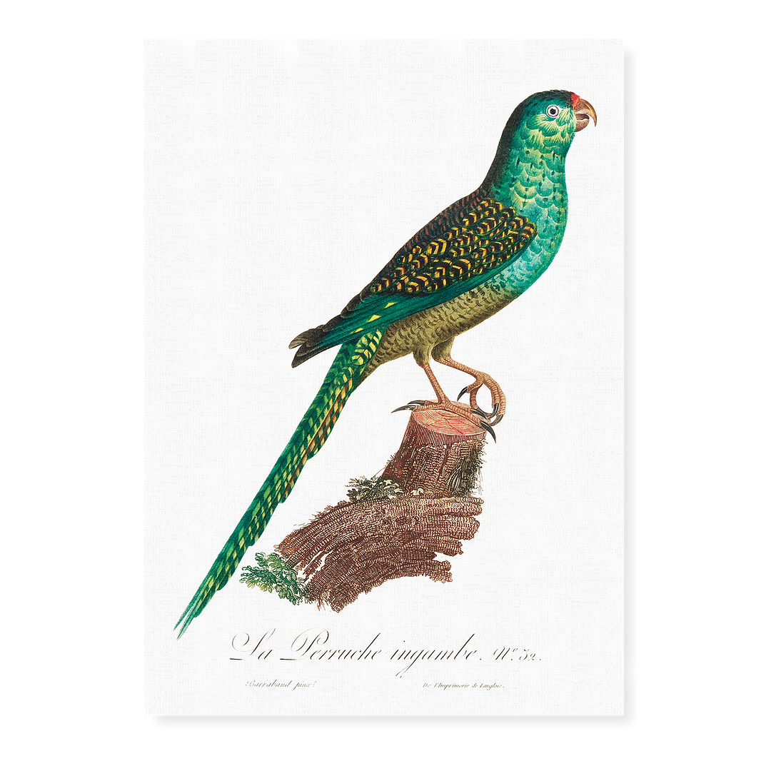 The Ingambe Parakeet - Art Print