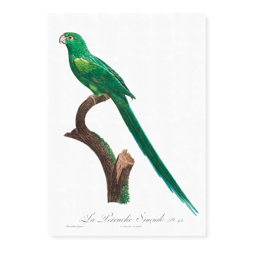 The Long-Tailed Parakeet, Psittacula longicauda - Art Print