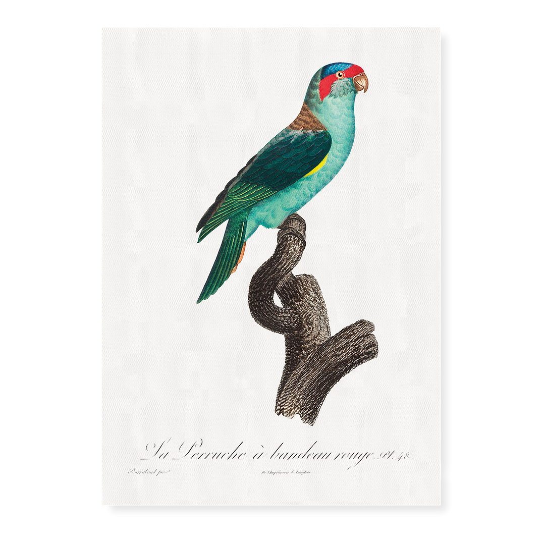 The Musk Lorikeet, Glossopsitta concinna I - Art Print