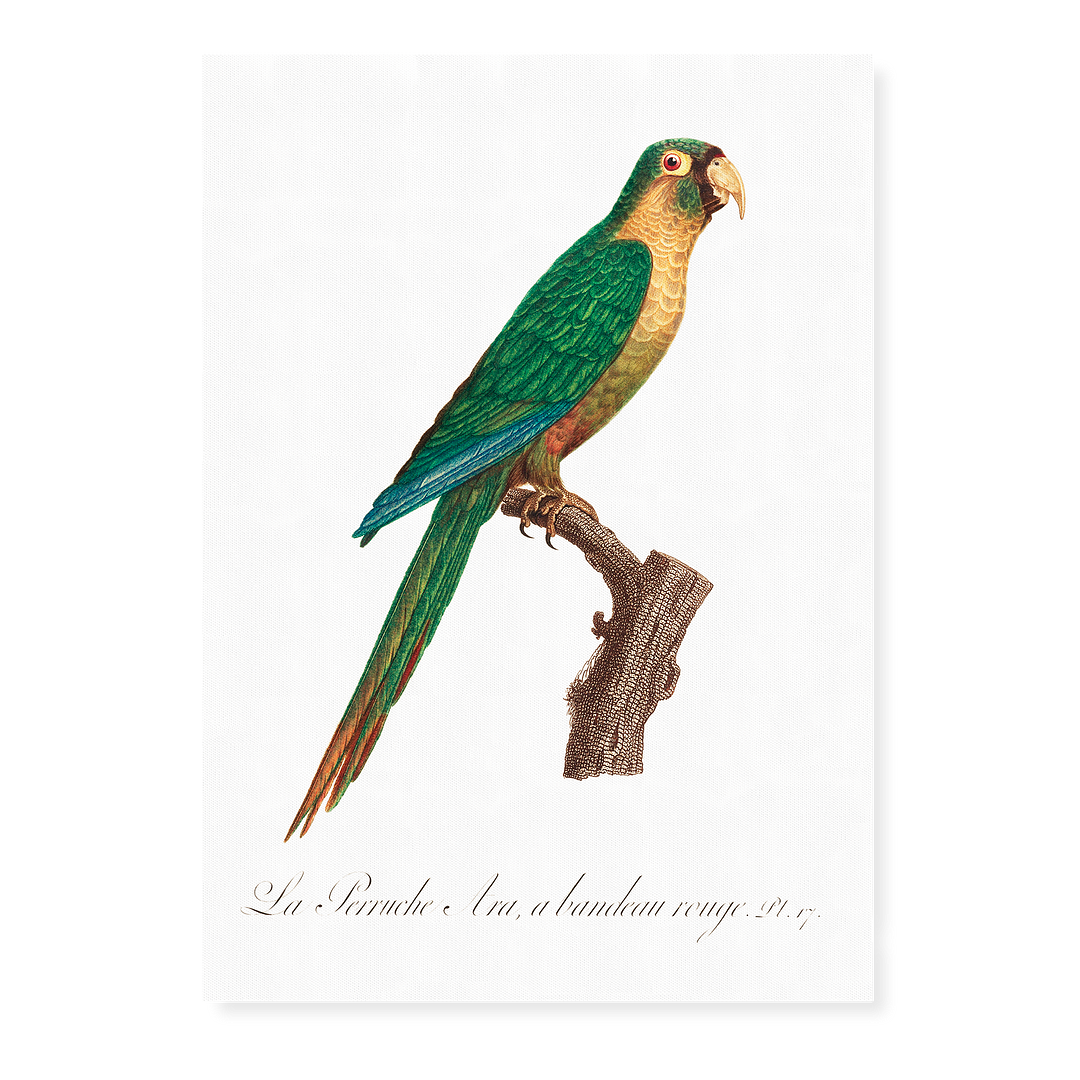 The Musk Lorikeet, Glossopsitta concinna II - Art Print