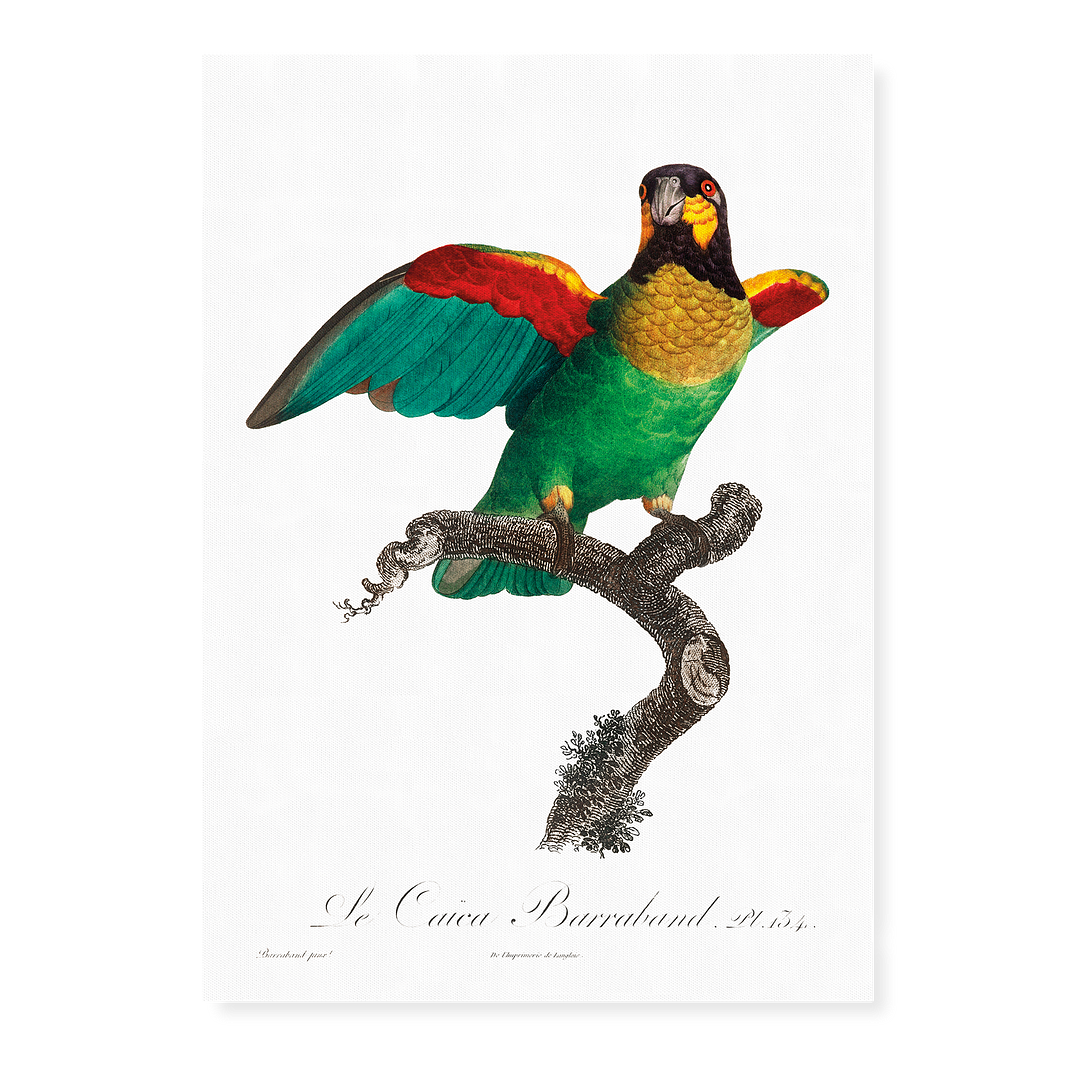 The Orange-Cheeked Parrot, Pyrilia barrabandi - Art Print
