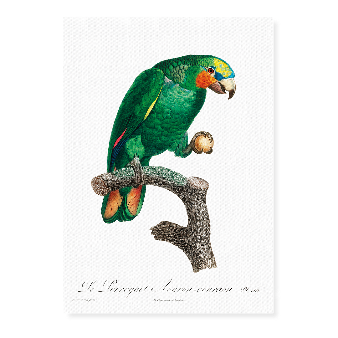 The Orange-Winged Amazon, Amazona amazonica II - Art Print