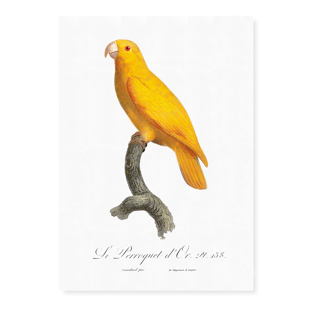 The Pacific parrotlet, Forpus coelestis - Art Print