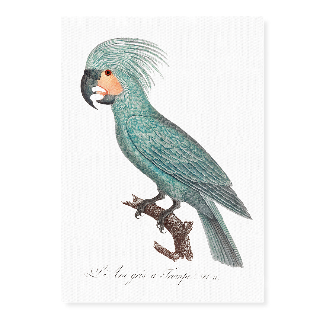 The Palm Cockatoo Probosciger aterrimus I - Art Print