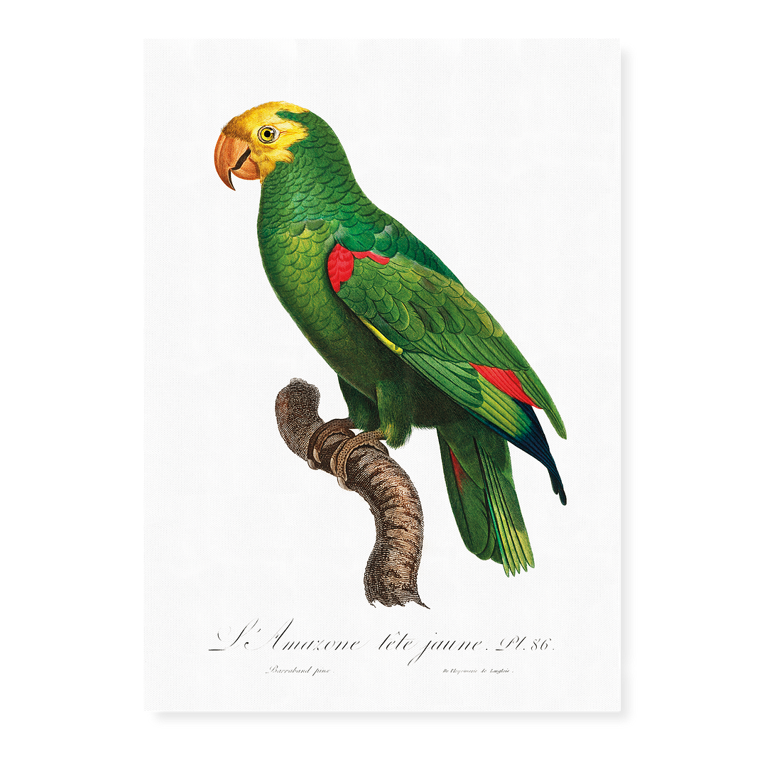 Yellow-Fronted Amazon, Amazona ochrocephala I - Art Print