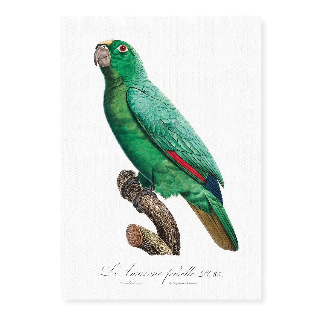 Yellow-Fronted Amazon, Amazona ochrocephala II - Art Print