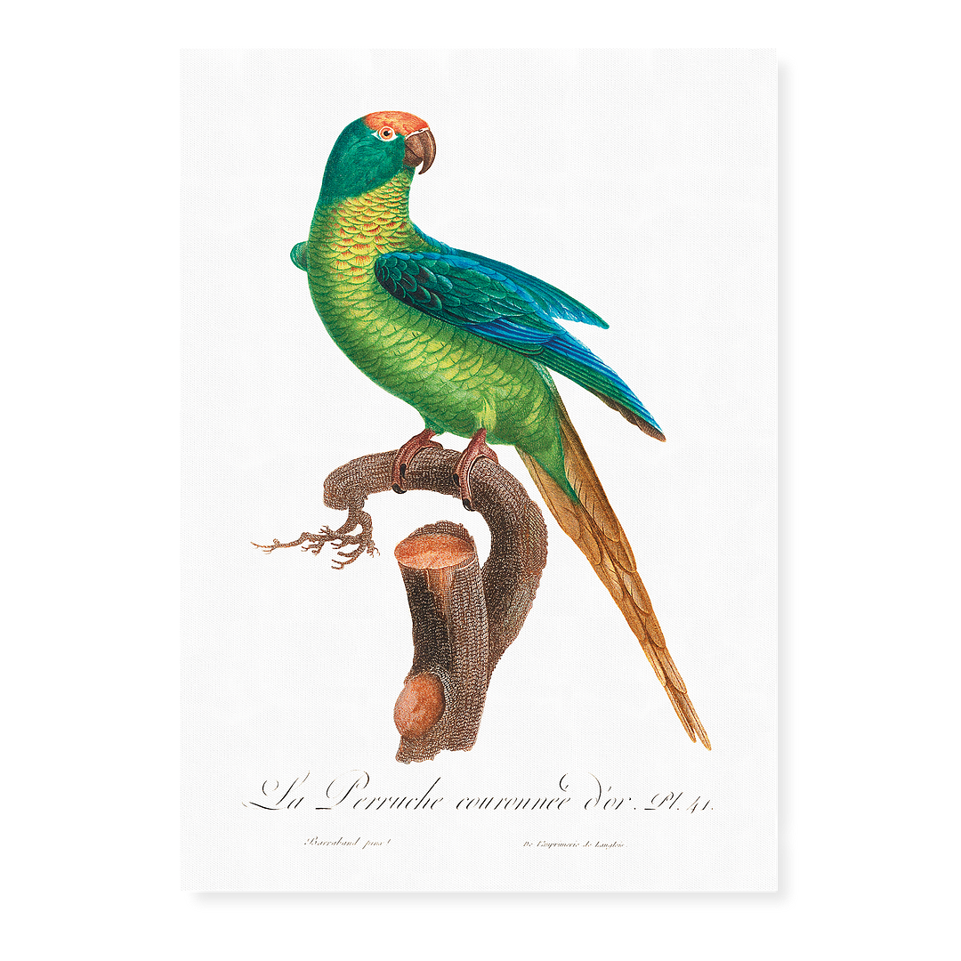 The Peach-Fronted Parakeet, Eupsittula aurea - Art Print
