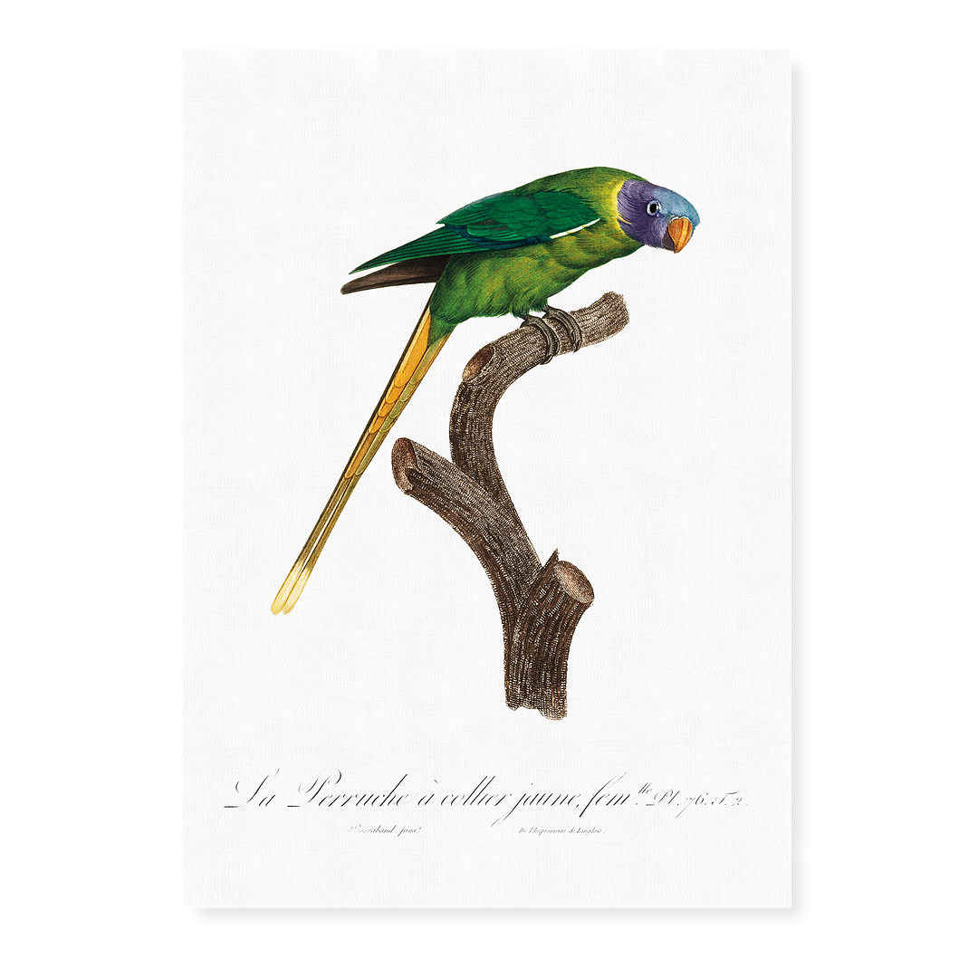 The Plum-Headed Parakeet, female - Art Print