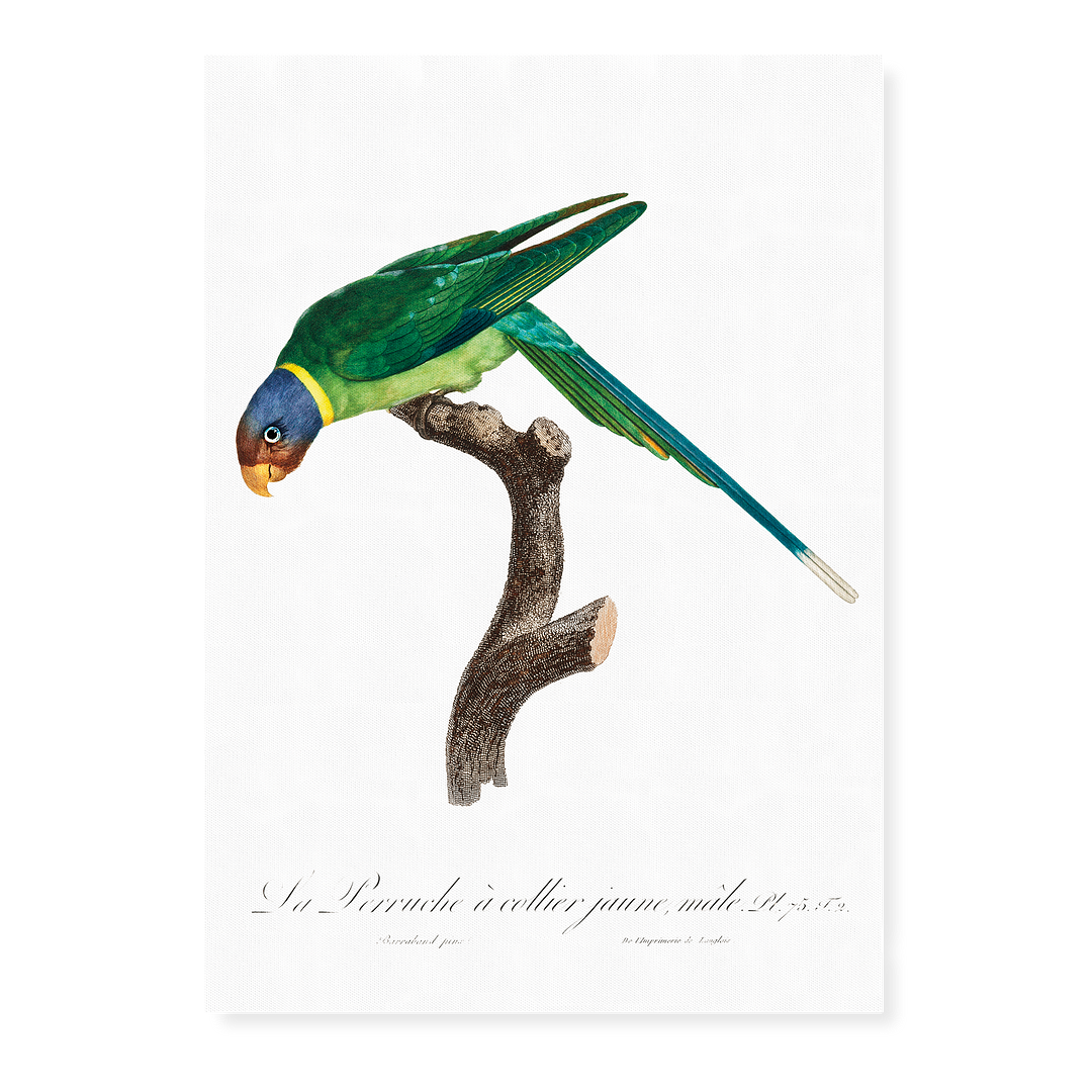 The Plum-Headed Parakeet, male - Art Print